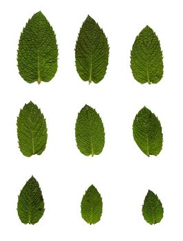 Green mint leafs isolated on white.