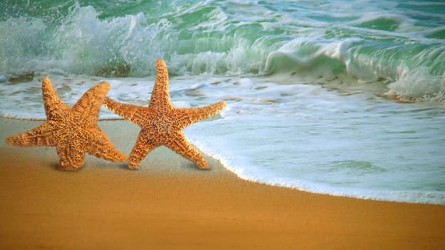 Adorable Star Fish Walking Along the Beach in the Surf