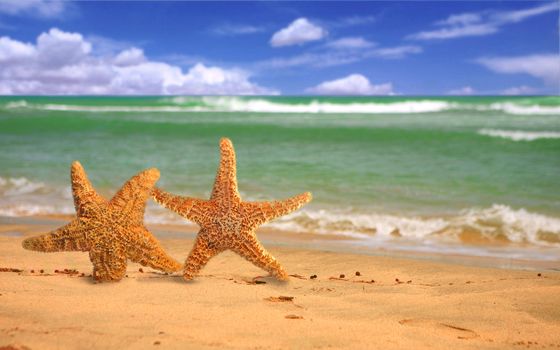 Pair of Starfish Humorously Walking Out of the Surf Onto the Beach