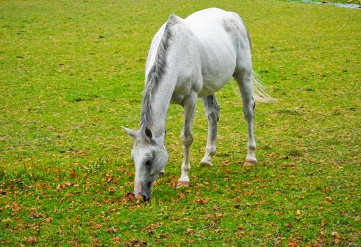 White horse in a field