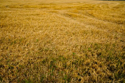 Field of wheat