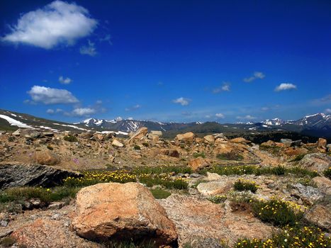 Colorado Rockies with wildflowers