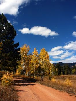 country rural road with autumn gold trees