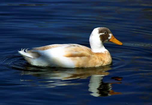 A Rare Indian Runner Duck swims in blue water of a lake