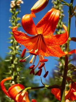 A bright orange stargazer lilly against a blue sky