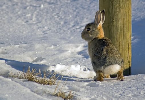 Cottontail Rabbitt in snow