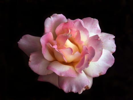 A isolated closeup of a pink Peony flower against a black background