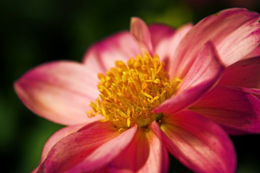 Closeup macro of a Pink Dahlia flower in summertime