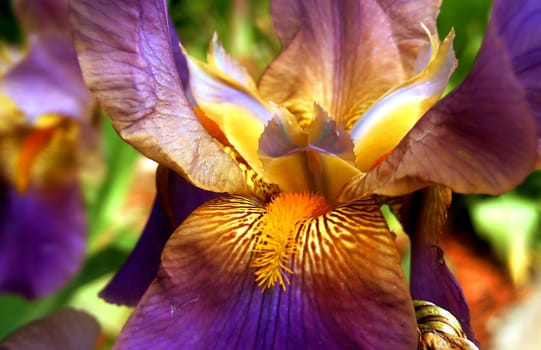 closeup macro of a colorful pink and yellow Bearded Iris flower