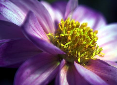 Closeup macro of a soft Purple and Yellow Dahlia flower