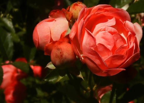 Bright red closeup of Red Peony Flowers in bloom