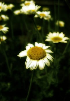 Closeup of white flowers during summer months