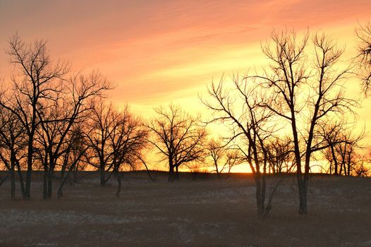 A pretty colorful winter sunrise with yellow and pink skies showing the trees of Winter