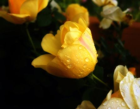 Yellow roses in a spring rain with water drops