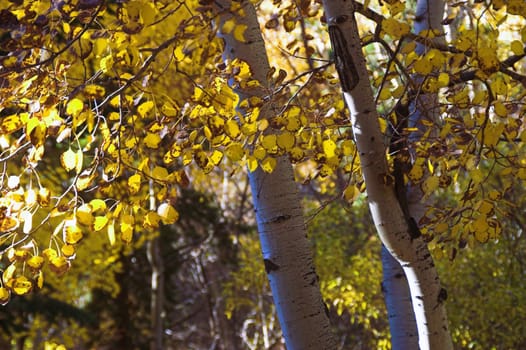 Autumn Golden Aspen Closeup