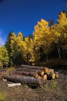 Autumn Trees and Woodplie