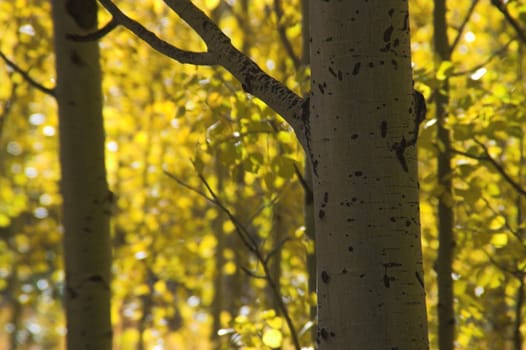 Colorado Yellow Aspen Trees in Fall