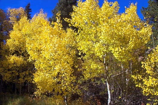 Colorful Autumn Trees