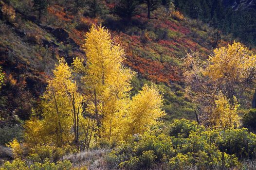 Colorful Fall Aspen on Hillside