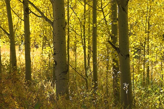 Colorful Fall Aspens in Golden Light