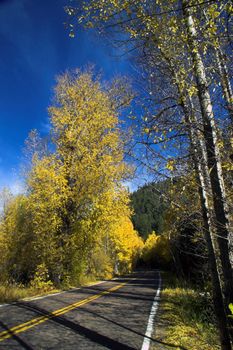 Colorful Fall Trees on Rural Road