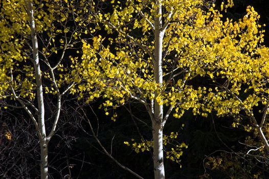 Golden Aspen Trees