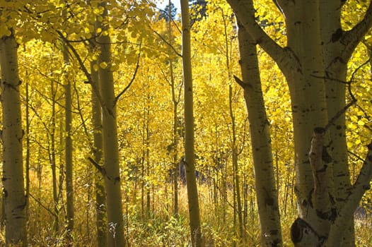 Golden Fall Trees