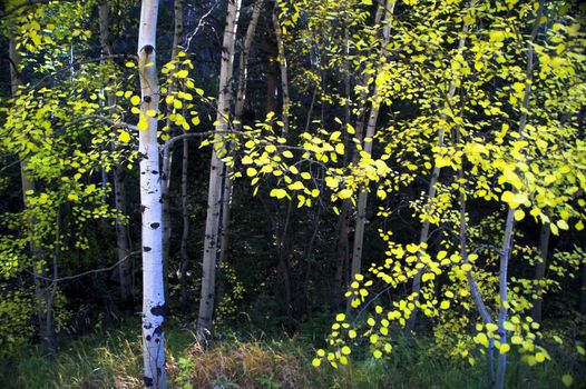 Rocky Mountain Fall Aspens