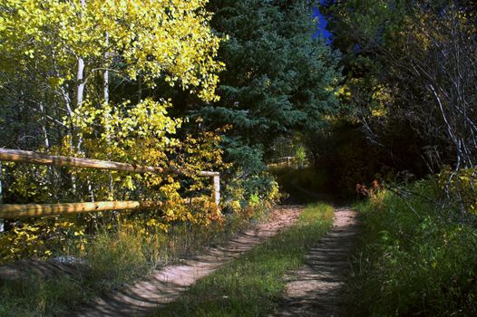 Rural Road with Fall Trees