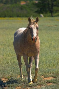 Apaloosa Horse trotting towards viewer