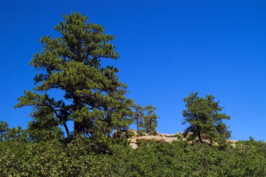 Colorado Pine Trees against blue sky