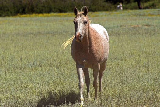 Horse in a Field trotting towards viewer