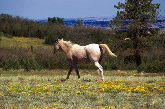 Horse in a Field of Flowers galloping