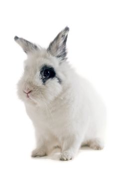 Portrait of one small rabbit