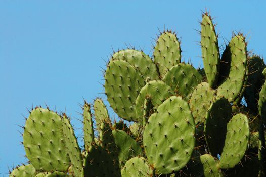 Detail of cactus growing in  Puerto Escondido