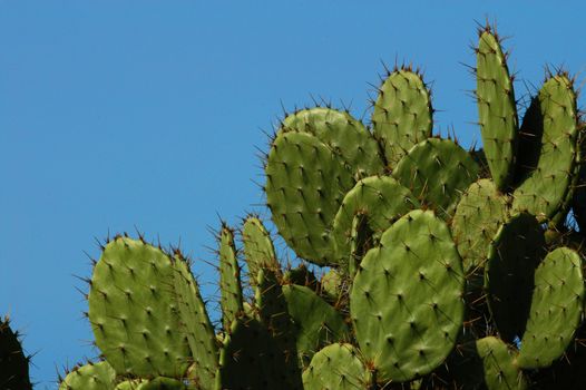 Detail of cactus growing in  Puerto Escondido