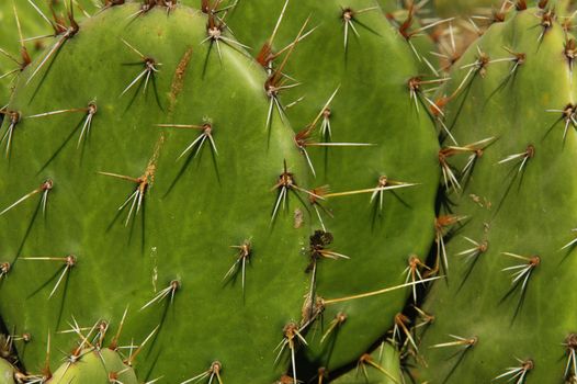 Detail of cactus growing in Puerto Escondido