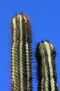 Detail of cactus growing in  Puerto Escondido