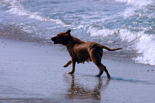 Dog running on the beach, Puerto Escondido