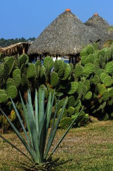 Strawy huts with cactuses around in Puerto Escondido