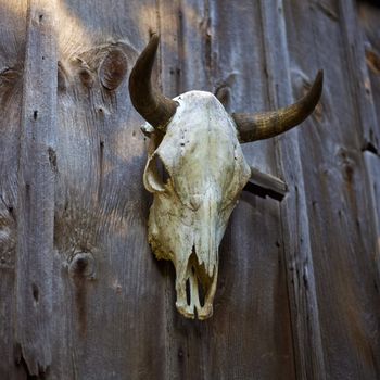 Cow skull hanging on a barn door