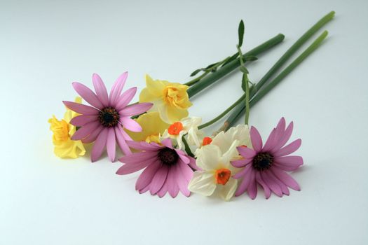 beautiful flowers over white background