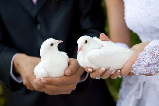 two white pigeons in hands