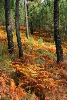 nice and cold autumn landscape