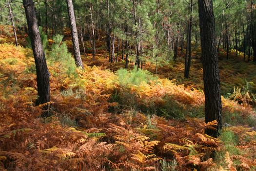 nice and cold autumn landscape