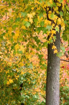 nice and cold autumn landscape