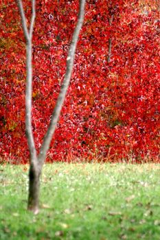 nice and cold autumn landscape