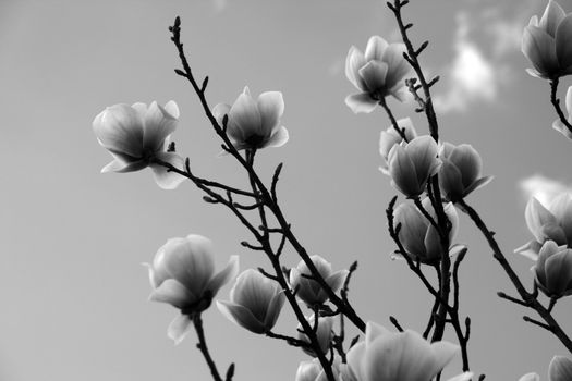 Blossoming Magnolia - spring in Portugal