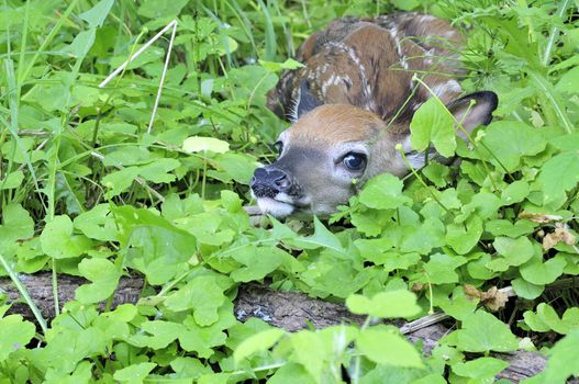A newborn whitetail deer fawn hiding in the grass.
