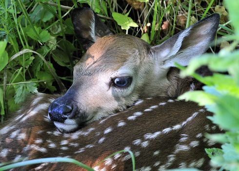 A newborn whitetail deer fawn curled up and hiding in the tall grass.